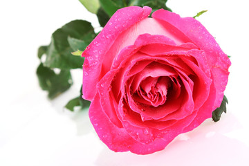 Beautiful pink rose on   white background