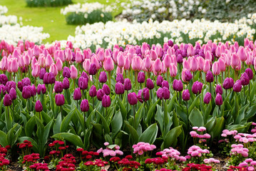 Pink tulips and flowers in a field