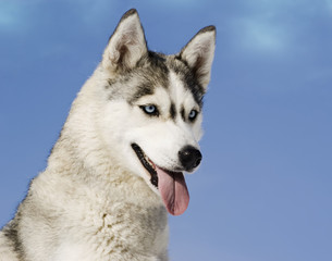 Siberian husky