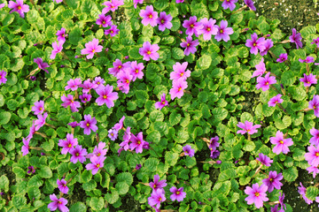 Bed of primroses.