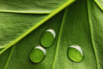 Water drops on leaf