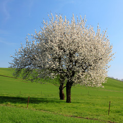 meadow and white blooming tree
