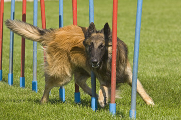 Hundesport