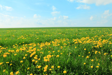 dandelion meadow and blue sky