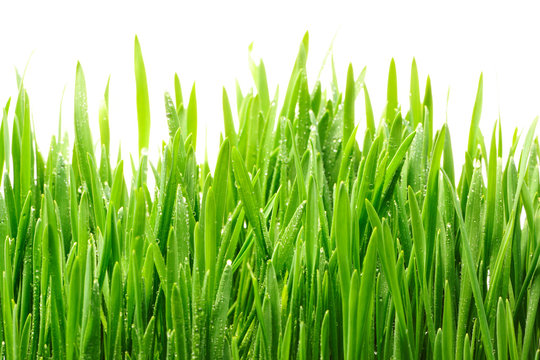Water drops on grass