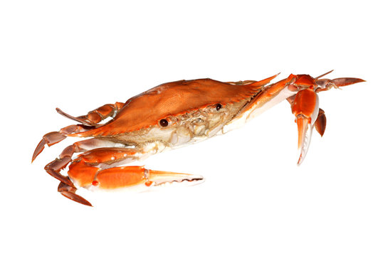 Red crab