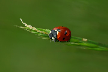 Fototapeta premium morning, the ladybird