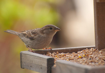 british sparrow on feed table