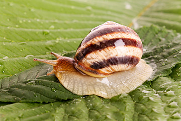 Snail on leaf