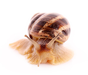 Snail isolated on white