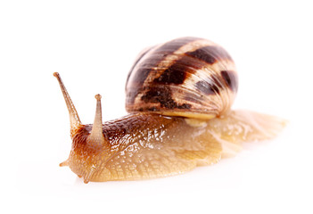 Snail isolated on white