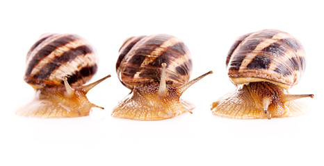 Three snails isolated on white