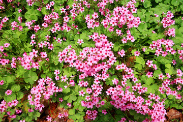 Obraz premium The ground with a lot of small purple flowers.