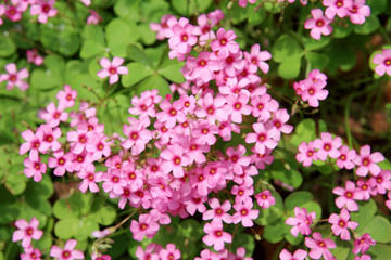 The ground with a lot of small purple flowers.