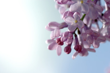 lilac
