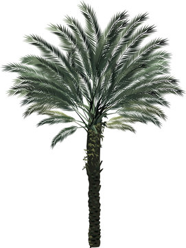 single palm tree isolated on white