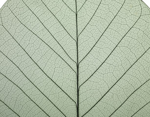 Naklejka na ściany i meble leaf micro texture