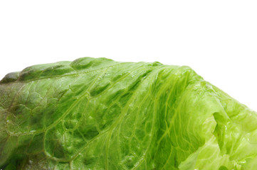 lettuce
