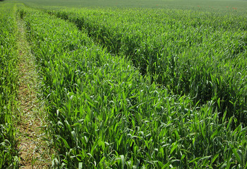 Obraz premium Bounds along the growing wheat field