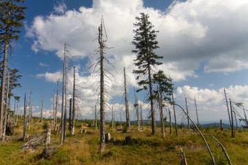 Naklejka premium Trockenwald