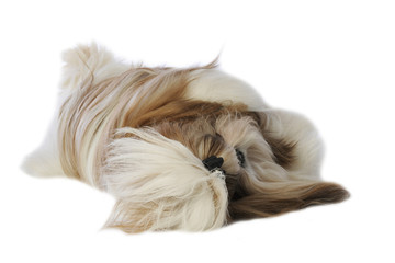 chien shi tzu étendu de tout son long très détendu