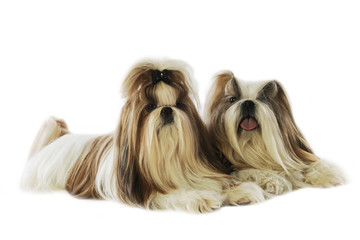 deux chiens shi tzu allong&eacute;s de face