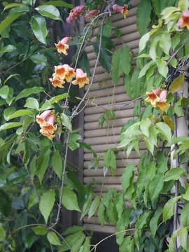 7 Best ツリガネカズラ Images Stock Photos Vectors Adobe Stock