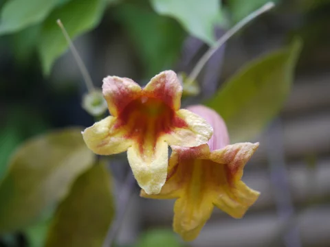 7 Best ツリガネカズラ Images Stock Photos Vectors Adobe Stock