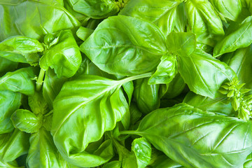 Basil