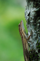 Anolis auratus - (Polychrotidae sauria)