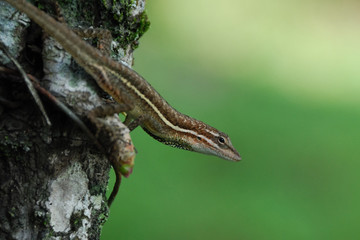 Anolis auratus - (Polychrotidae sauria)
