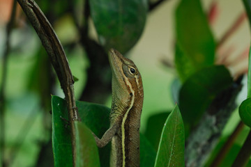 Anolis auratus - (Polychrotidae sauria)