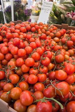 fresh red tomatoes