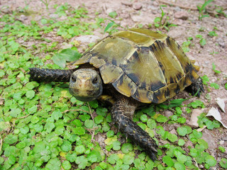 pet turtle Impressed tortoise
