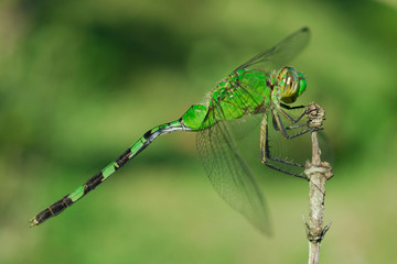 Libellula