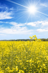 Field of oilseed rape