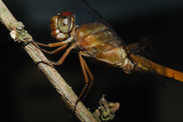 Libellula