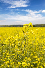 Canola Field