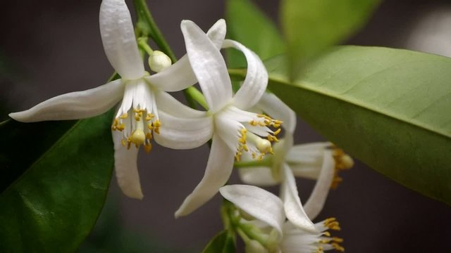 orange flowers in spring