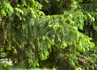 Fototapeta premium Fir tree twig
