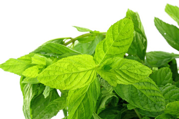 menthe verte, fond blanc