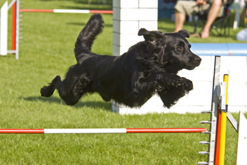 Sprungwunder