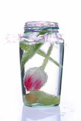 Тюльпан в стеклянной вазе - композиция на белом фоне