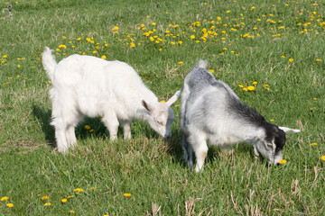 Two small goat grazing in the meadow