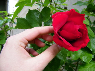 Main cueillant rose rouge