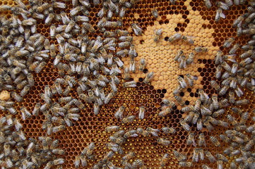 Pszczoły - obrazy, fototapety, plakaty