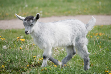 Goat