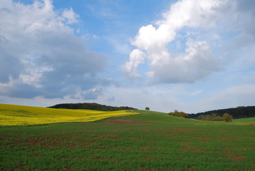 Landschaft Rapsfeld