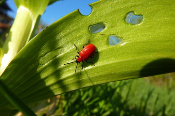 Lilienhähnchen