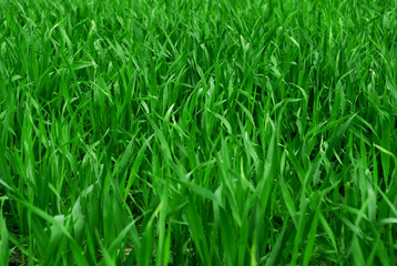 green grass